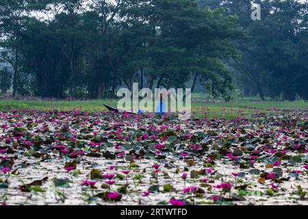 A villager moves on a small boat through a large waterbody called `Shatla beel' full of red water lilies, at Ujirpur in Barisal. Bangladesh Stock Photo